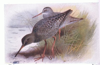 Spotted Redshank, fra Birds of the British Isles and Their Eggs utgitt av Frederick Warne & Co Ltd, 1958 av Archibald Thorburn