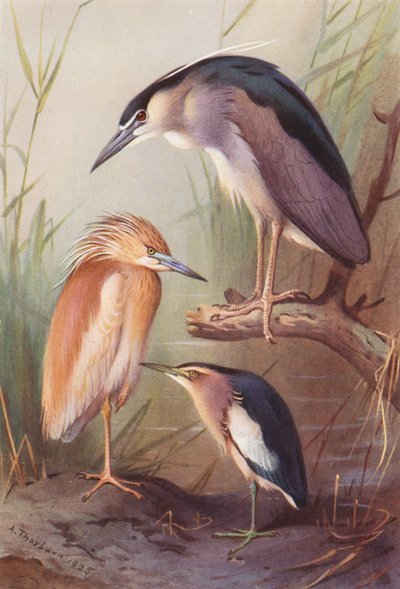  av Archibald Thorburn