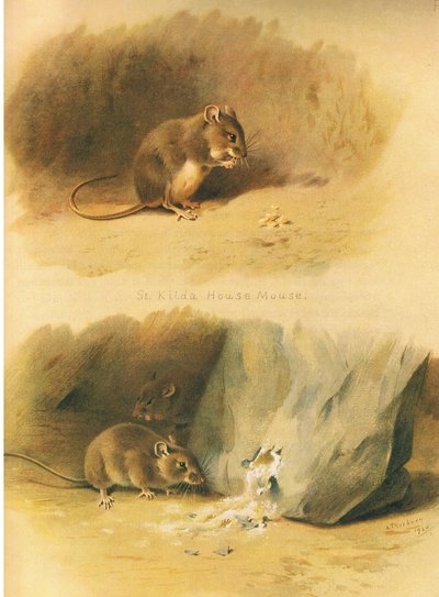 St Kilda House Mouse and Common Mouse, fra Thorburns Mammals utgitt av Longmans and Co, ca. 1920 av Archibald Thorburn