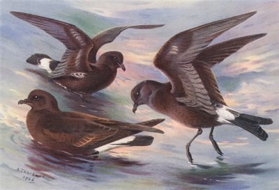 Stormsvale, Leachs gaffelhalesvale, Wilsons vale (fargelitografi) av Archibald Thorburn