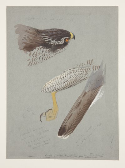 Studier av hode, fot og vinge til hønsehauk, ca. 1915 (akvarell og kroppsfarge over blyant på papir) av Archibald Thorburn