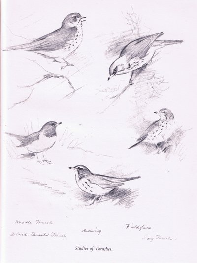 Studie av troster, 1938 av Archibald Thorburn