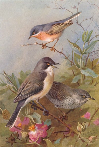 Subalpin sanger, Orphean sanger, Barred Warbler (fargelitografi) av Archibald Thorburn
