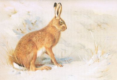 The Common Hare, fra Thorburns Mammals utgitt av Longmans og Co, ca. 1920 av Archibald Thorburn