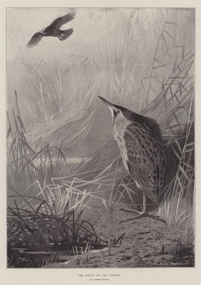 Tilholdsstedet for bitteren av Archibald Thorburn