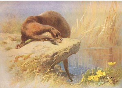 The Otter, fra Thorburn
