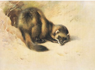 The Polecat, fra Thorburns Pattedyr utgitt av Longmans og Co, ca. 1920 av Archibald Thorburn