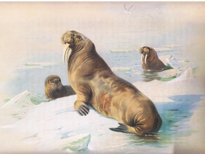 The Walrus, fra Thorburns Mammals utgitt av Longmans og Co, ca. 1920 av Archibald Thorburn