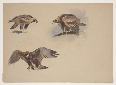 Tre små skisser av en kongeørn, ca. 1915 (akvarell og kroppsfarge over blyant på papir) av Archibald Thorburn