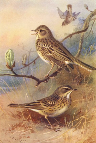 Trepiplerke, Engpiplerke (fargelitografi) av Archibald Thorburn