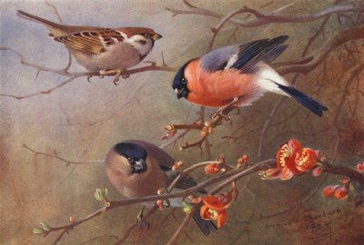  av Archibald Thorburn