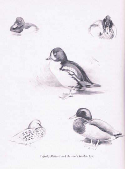 Tufted Ducks, Mallards, Barrows Goldeneye, 1938 av Archibald Thorburn