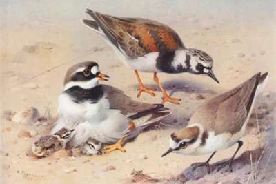  av Archibald Thorburn