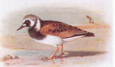 Turnstone, fra Birds of the British Isles and Their Eggs utgitt av Frederick Warne & Co Ltd, 1958 av Archibald Thorburn