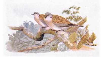 Turtle Dove, fra Birds of the British Isles and Their Eggs utgitt av Frederick Warne & Co Ltd, 1958 av Archibald Thorburn