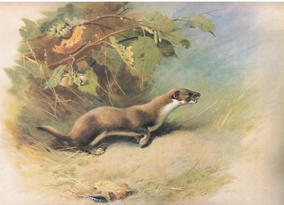 Weasel, fra Thorburns Mammals utgitt av Longmans and Co, ca. 1920 av Archibald Thorburn