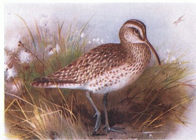 Whimbrel, fra Birds of the British Isles and Their Eggs utgitt av Frederick Warne & Co Ltd, 1958 av Archibald Thorburn