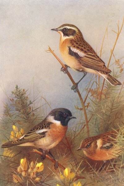  av Archibald Thorburn