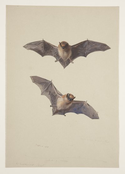 Whiskered flaggermus, ca. 1915 (akvarell og kroppsfarge over blyant på papir) av Archibald Thorburn