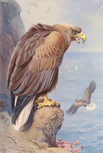  av Archibald Thorburn
