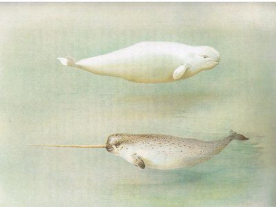 White Whale and Narwhal, fra Thorburns Mammals utgitt av Longmans and Co, ca. 1920 av Archibald Thorburn