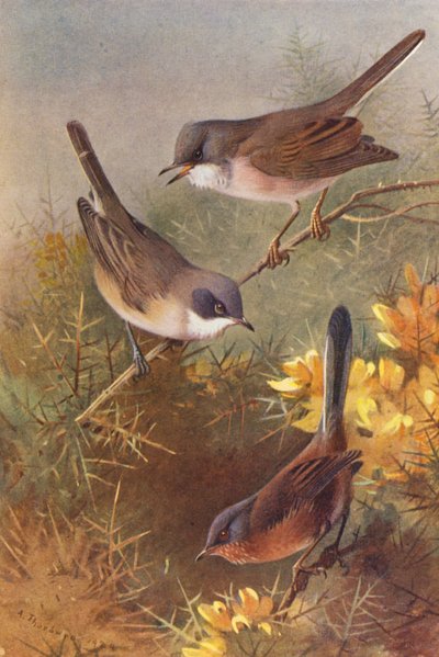  av Archibald Thorburn