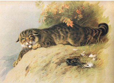Wild Cat, fra Thorburns Mammals utgitt av Longmans and Co, ca. 1920 av Archibald Thorburn