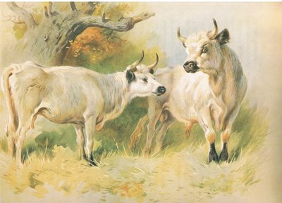 Villfe av Archibald Thorburn