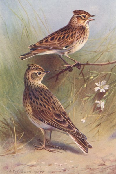  av Archibald Thorburn