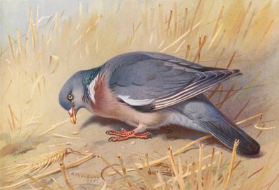  av Archibald Thorburn