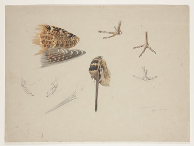 Woodcock nebb, føtter og vinge, ca. 1915 (akvarell og kroppsfarge over blyant på papir) av Archibald Thorburn