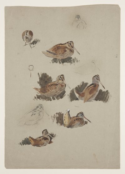 Woodcock, ca. 1915 (akvarell og kroppsfarge over blyant på papir) av Archibald Thorburn