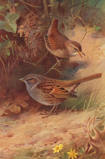  av Archibald Thorburn