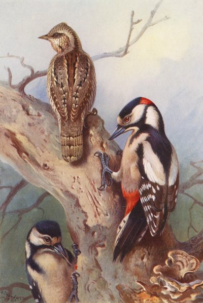  av Archibald Thorburn