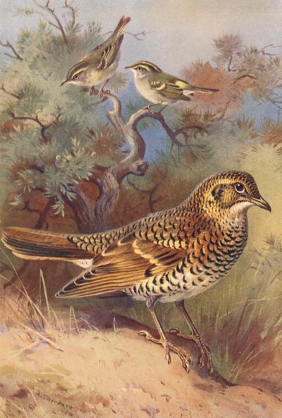 Gulbrynet sangfugl, Pallas#39; pilsanger, Hvittrost (fargelitografi) av Archibald Thorburn