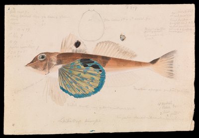 Butterfly Gurnard, Lepidotrigla vanessa av Arthur Bartholomew