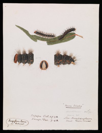 Caterpillar, Epicoma trist, Teara trist av Arthur Bartholomew