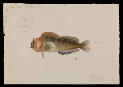 Tasmansk Blenny, Parablennius tasmanianus av Arthur Bartholomew