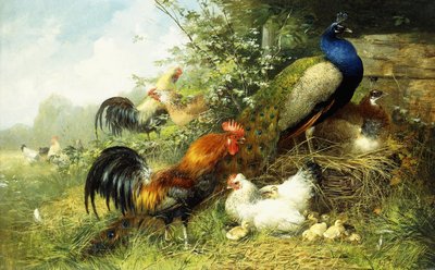 Fowl and Peacocks, 1899 av Arthur Fitzwilliam Tait