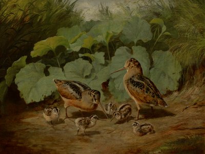 Woodcock og Young av Arthur Fitzwilliam Tait