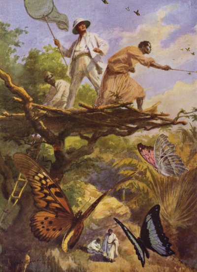 Vakre sommerfugler: Fanger Urania Rhiphoeus på Madagaskar (litho-farge) av Arthur Twidle