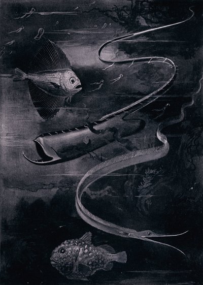 Dyphavsfisk (litho) av Arthur Twidle