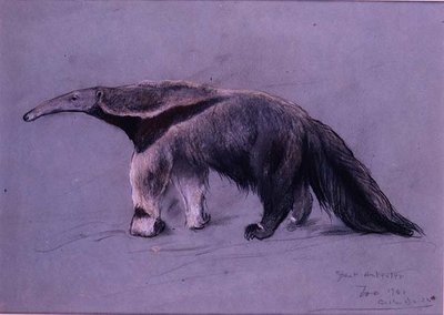 Stor maursluker av Arthur Wardle