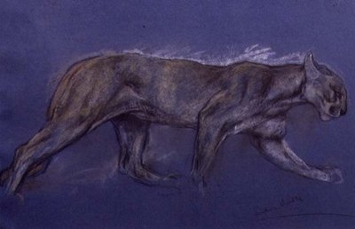 Puma (kritt på papir) av Arthur Wardle