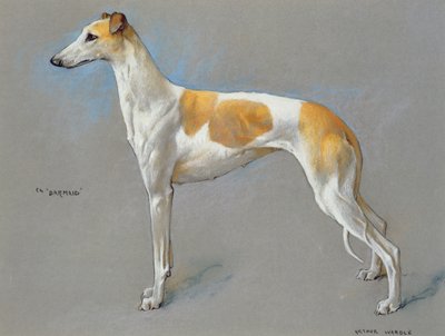 Den hvite og lysebrune mesteren greyhound tispe 
