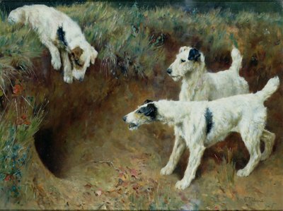 Stråhårede foxterriere av et grevlingsett av Arthur Wardle
