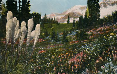 Indian Basket Grass som vokser i Mount Rainier National Park, c1916 av Asahel Curtis