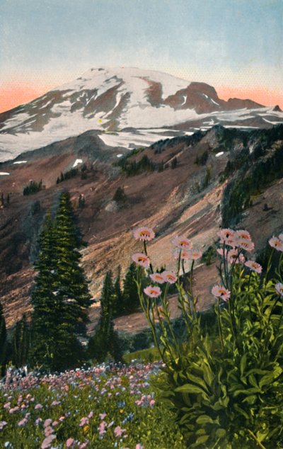Purple Asters, i Mount Rainier nasjonalpark, c1916 av Asahel Curtis