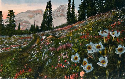 Anemone i Mount Rainier nasjonalpark, c1916 av Asahel Curtis