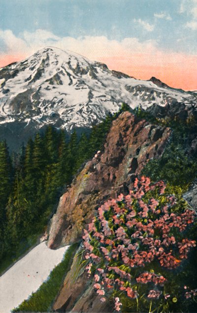 Primrosen på Mount Rainier, c1916 av Asahel Curtis